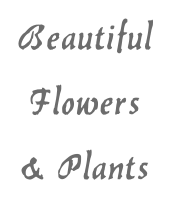 Beautiful Flowers & Plants